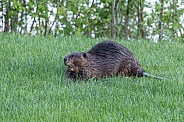 Beaver in nature