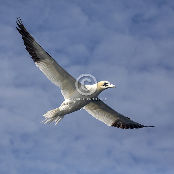 Northern gannet