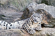Young Snow Leopard on Rock