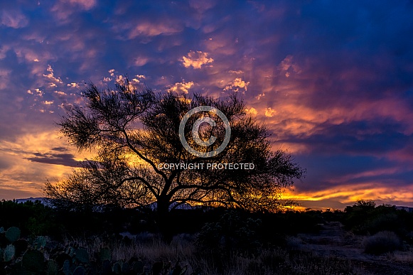 Desert Sunrise Desert Sunrise