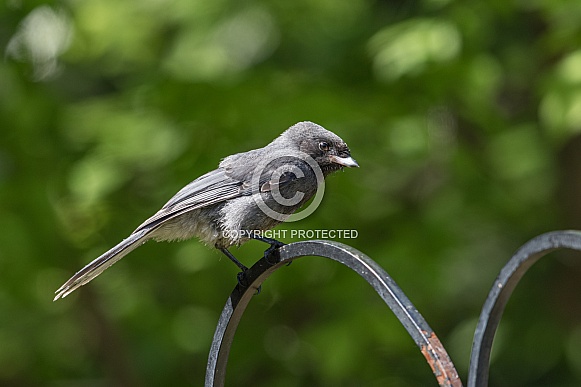 Fledgling Gray Jay