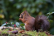 Red Squirrel
