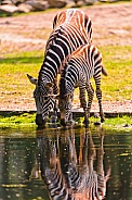 Zebra and Foal