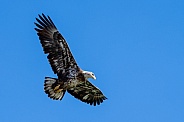 Juvenile Eagle in the sky