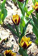 Beautiful Tulips