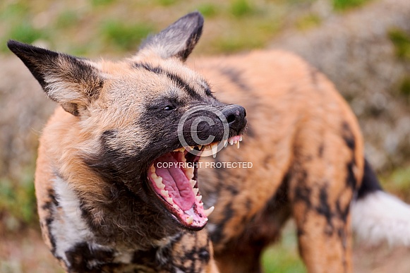 African Wild Dog