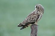 The short-eared owl (Asio flammeus)