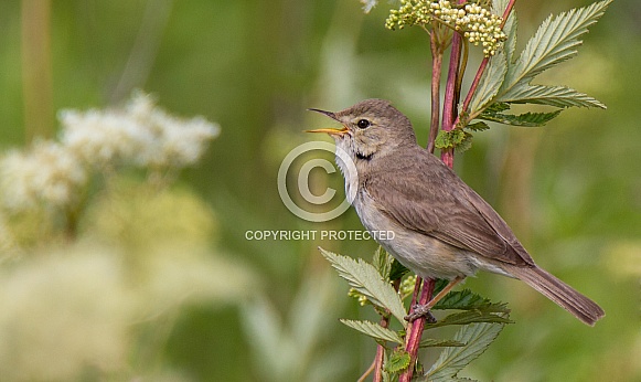 Garden warbler Garden warbler