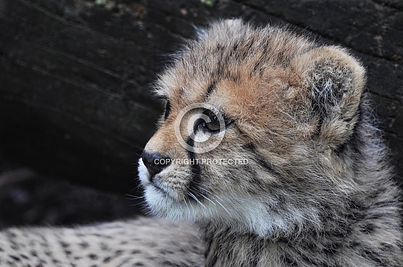 Cheetah Cub Cheetah Cub