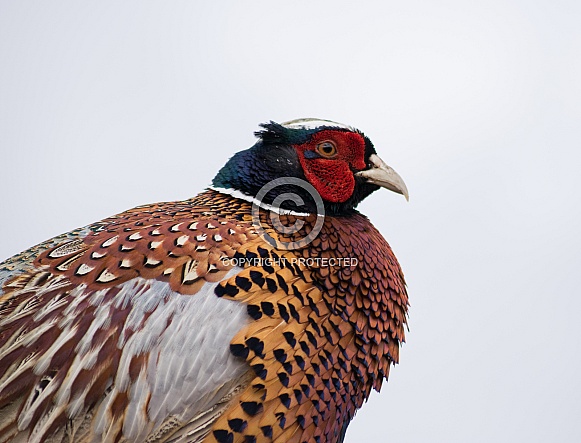 Pheasant