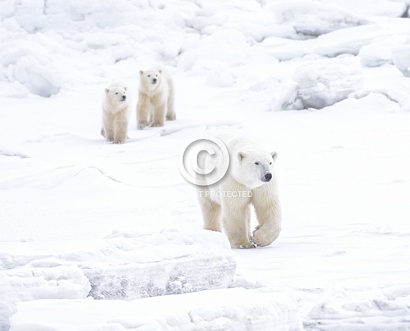 Polar Bear