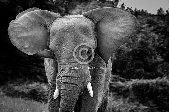 African Elephant