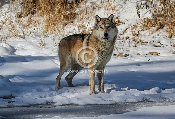 Gray or grey wolf in winter Gray or grey wolf in winter