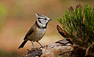 The crested tit or European crested tit