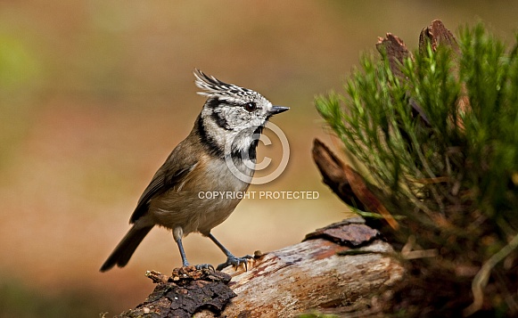 The crested tit or European crested tit