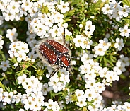 Trichostetha capensis beetle