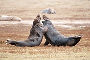 Male Grey Seals Fighting