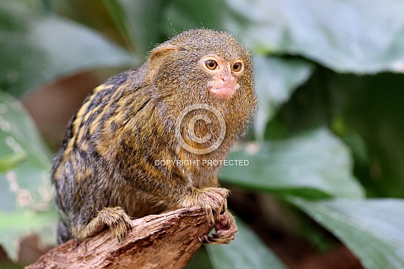 Pygmy marmoset (Cebuella)