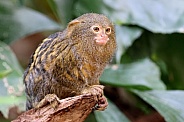 Pygmy marmoset (Cebuella)