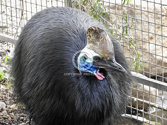 Cassowary Cassowary