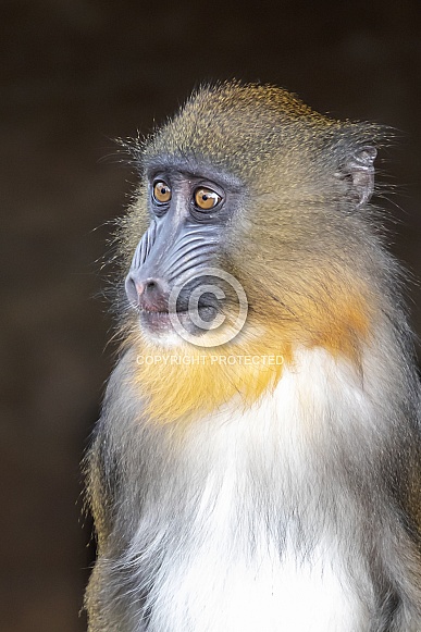 Mandrill Mandrill