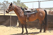 Quarter horse Stallion