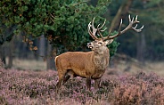 Red Deer in nature