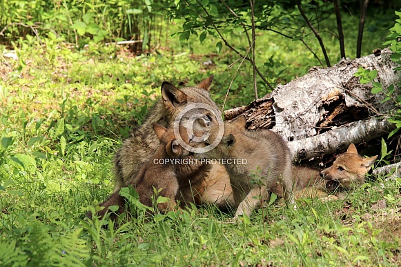 Wolf and Wolf Pups