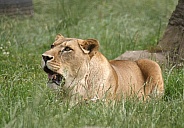 Lioness