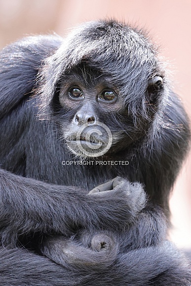 Colombian Black Spider Monkey (Ateles Fusciceps)