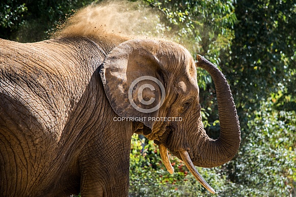 African Elephant African Elephant
