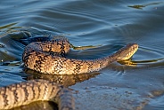 Diamondback Water Snake
