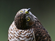 Sparrowhawk