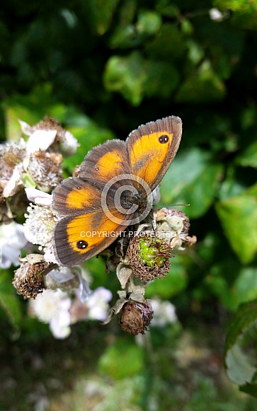 Gatekeeper Butterfly Gatekeeper Butterfly