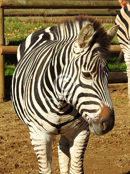 Zebra Zebra