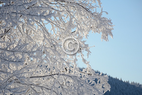 Winter at Canim Lake, BC Canada Winter at Canim Lake, BC Canada