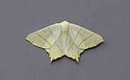 Swallow tailed Moth