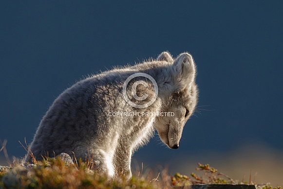 Arctic fox