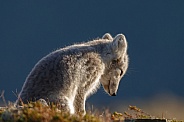 Arctic fox
