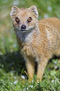 Yellow mongoose in the grass