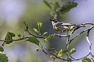 Myrtle Yellow-rumped Warbler in Fairbanks, Alaska