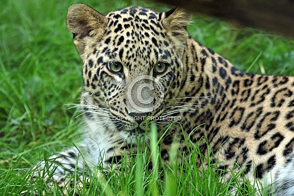 Persian Leopard Persian Leopard