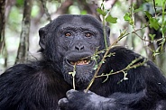 chimpanzee (Pan troglodytes)