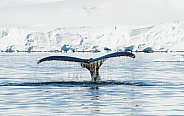 Humpback whale off Antarctica (wild)