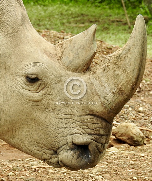 White Rhinoceros