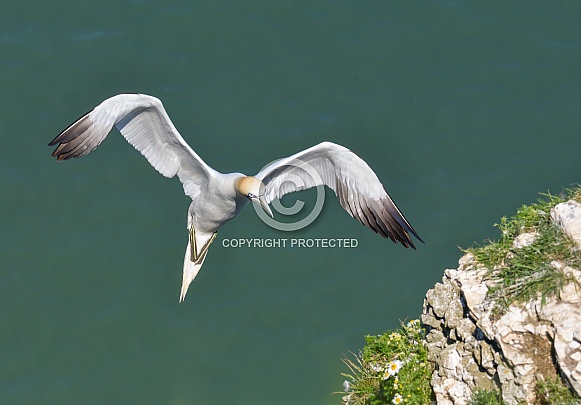 Gannet Gannet