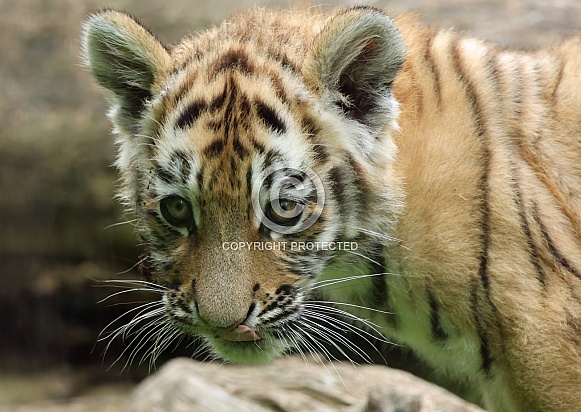 Tigercub