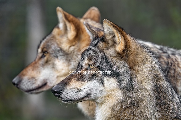 Two wolves Two wolves