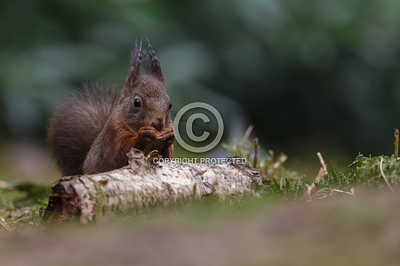Red Squirrel Red Squirrel