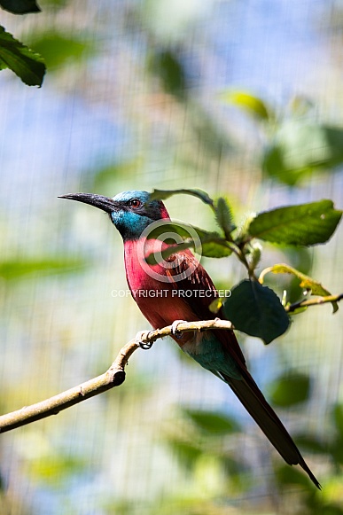 Northern carmine bee-eater